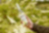 A hand holds a bottle labeled "Belvoir Farm Elderflower Cordial" among blooming elderflowers. Green foliage provides a lush background.