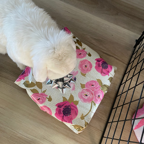 bunny with present