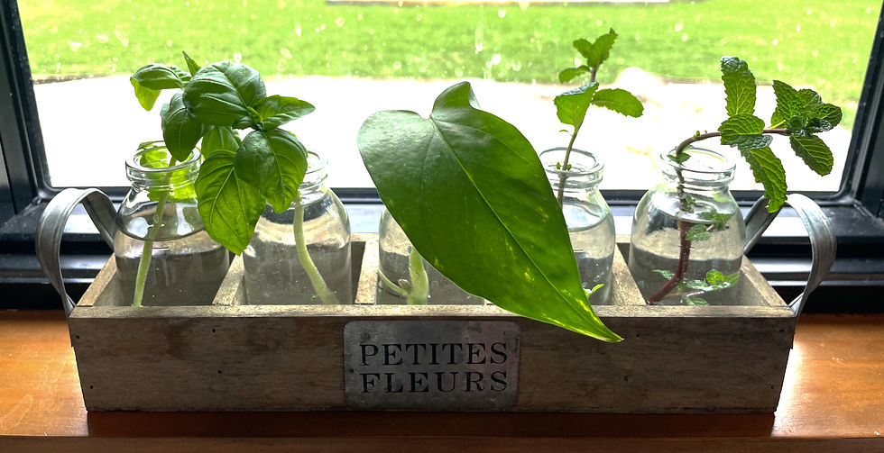 basil, mint and pothos propagation