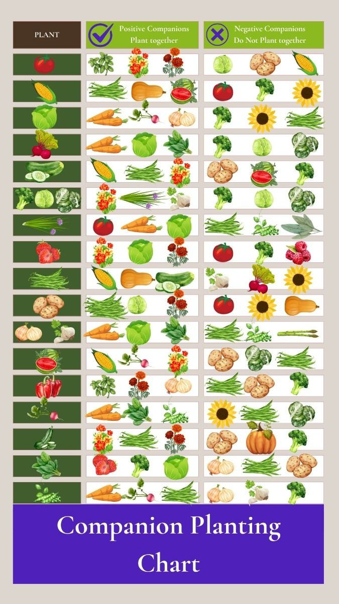 Companion Planting Chart from Nova Valley Farms