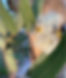 flower_edited.jpg