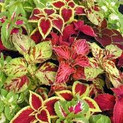 coleus