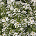 Sweet alyssum