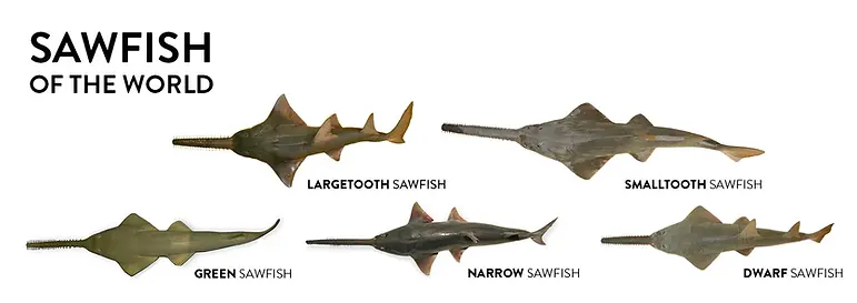 SAWFISH-species-identification-largetooth-smalltooth-.webp