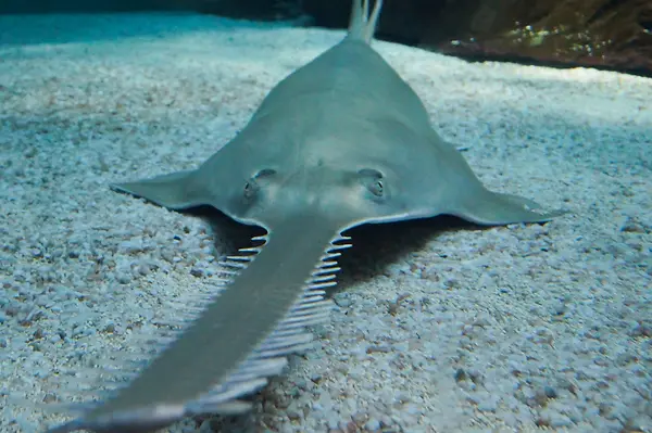 sawfish-underwater-4.webp