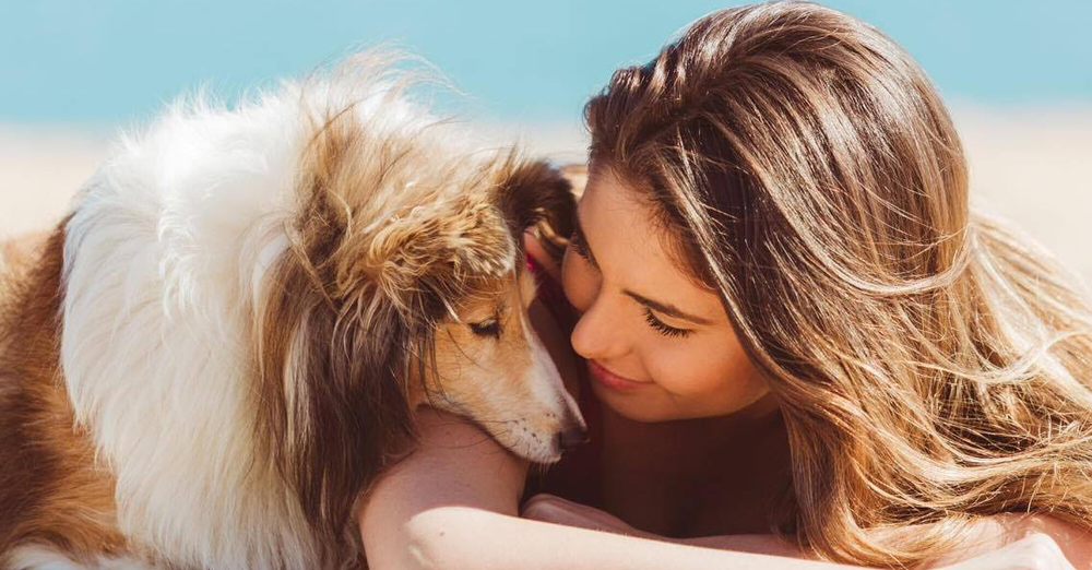 rspca shetland sheepdog