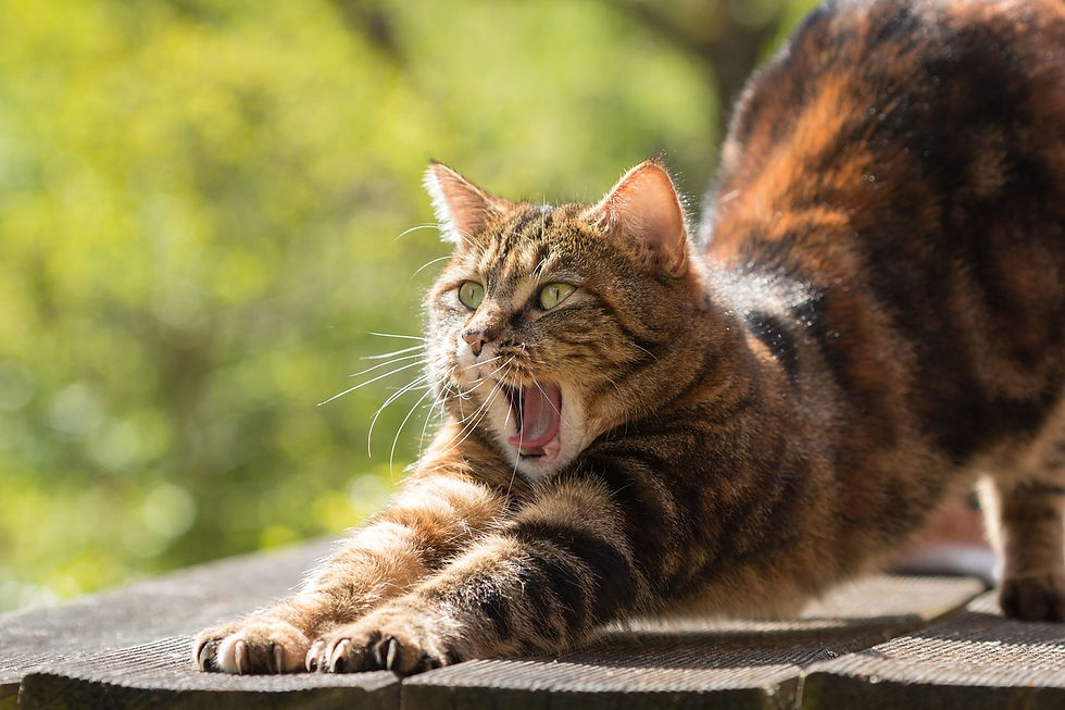 sautter, pixabay, cat stretching, etc.