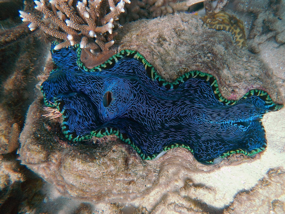 Giant Clam, Csharker, Pixabay