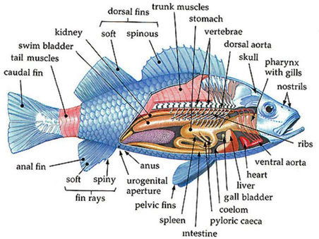 Fish Are Not Vegetables | Argumentative Analysis