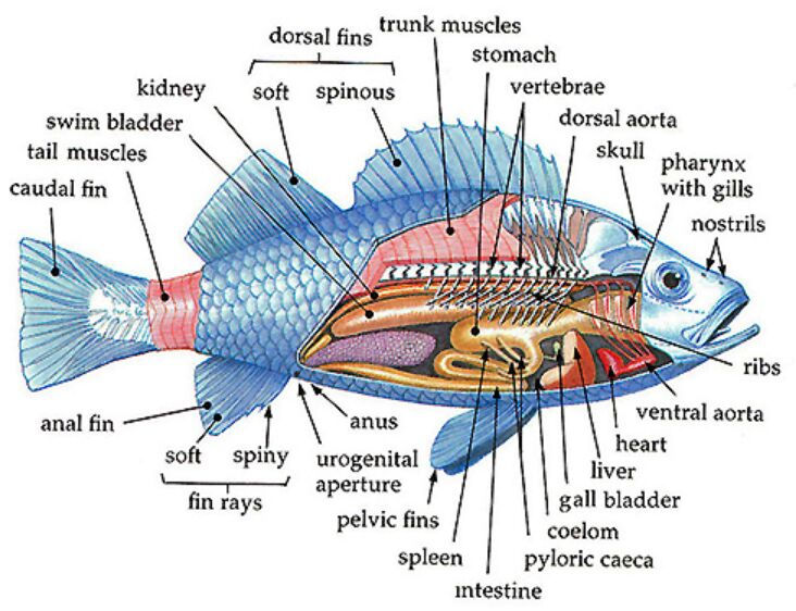 Inspirit Fish Anatomy Graphic