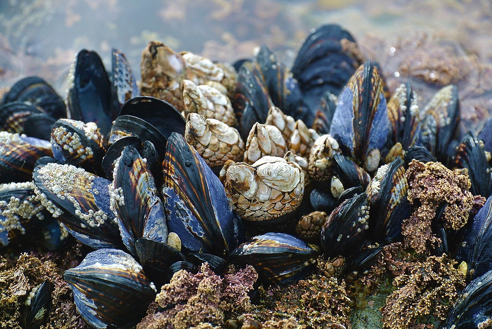 donieve, mussels, barnacles, beach