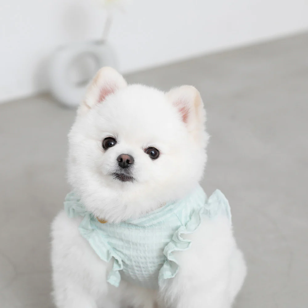 Thumbnail: Mon Cheri Sea Check Table Frill Colour Shirt with Scallined