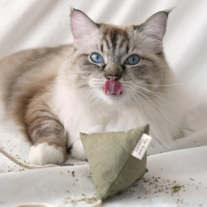 Thumbnail: The Royal Grocery Cuppa Tea Catnip Toy - Royal Green Tea