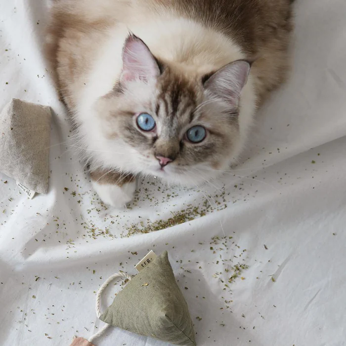 Thumbnail: The Royal Grocery Cuppa Tea Catnip Toy - Royal Green Tea