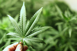 Marijuana-Use-Does-Causes-Brain-Damage-1
