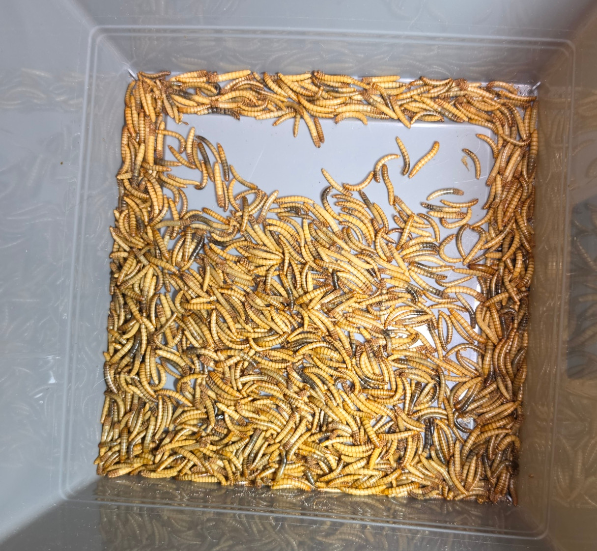 Top-down view of mealworms and peanut beetle larvae in separate feeder cups