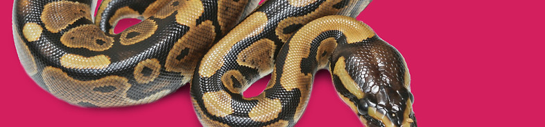 Python reptile party 02_edited.jpg