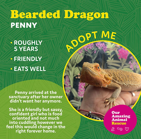Animal for rehomings4.jpg