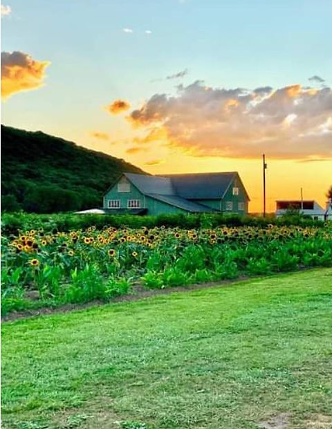 green barn berry farm.jpg