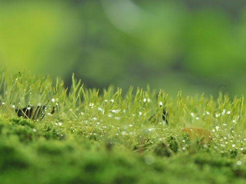 We welcome Danish companies & organisations to join the Green Denmark in Southeast Asia community