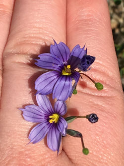 Blue Eyed Grass