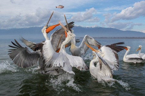 Krushuvad pelikan / Dalmatian Pelican