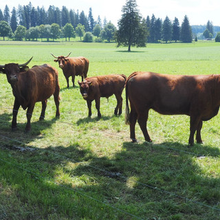 Neugierige Bewohner der Jura-Weiden