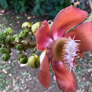 Keine Eintagesfliege, sondern Eintagesblume ...