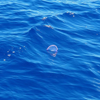 Typisches Plastikteil im Atlantik-Wasser. Gezählt haben wir sie nicht.
