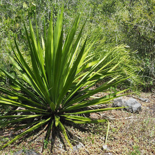 Aloe Vera wachsen überall...