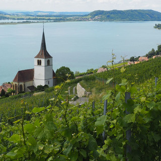Am Bielersee wanderten wir u.a. durch Weinberge.