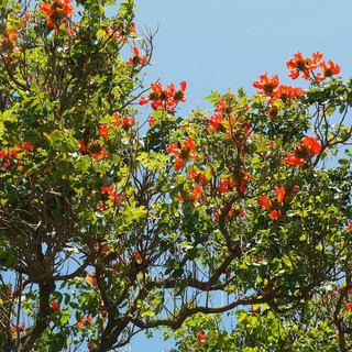 Ein "Tulpenbaum" streckt seine Farbenpracht in den Himmel