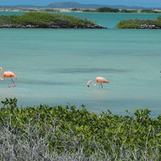 ...in denen sich Flamingos ihr Futter suchen.
