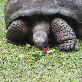 ... und schon gar nicht bei den Riesenschildkröten.