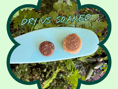5 Reasons Why I Always Hydrate My Dog's Kibble - And You Should Too