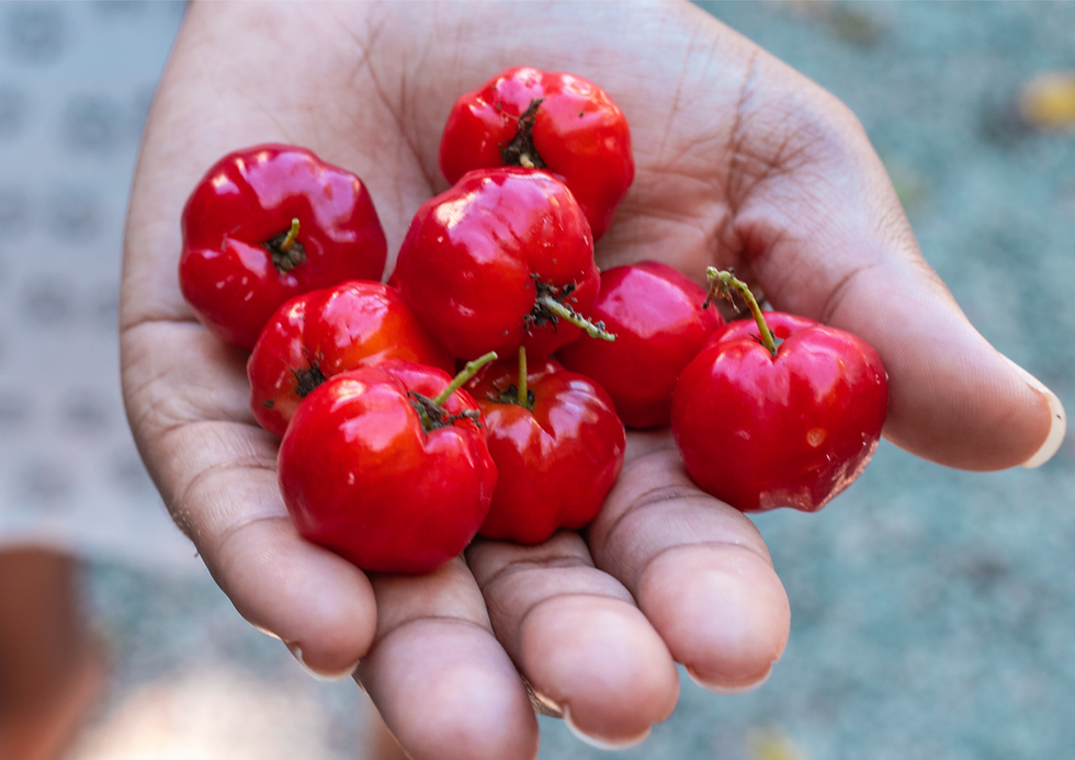 תמונה ממוזערת: עץ אסרולה
