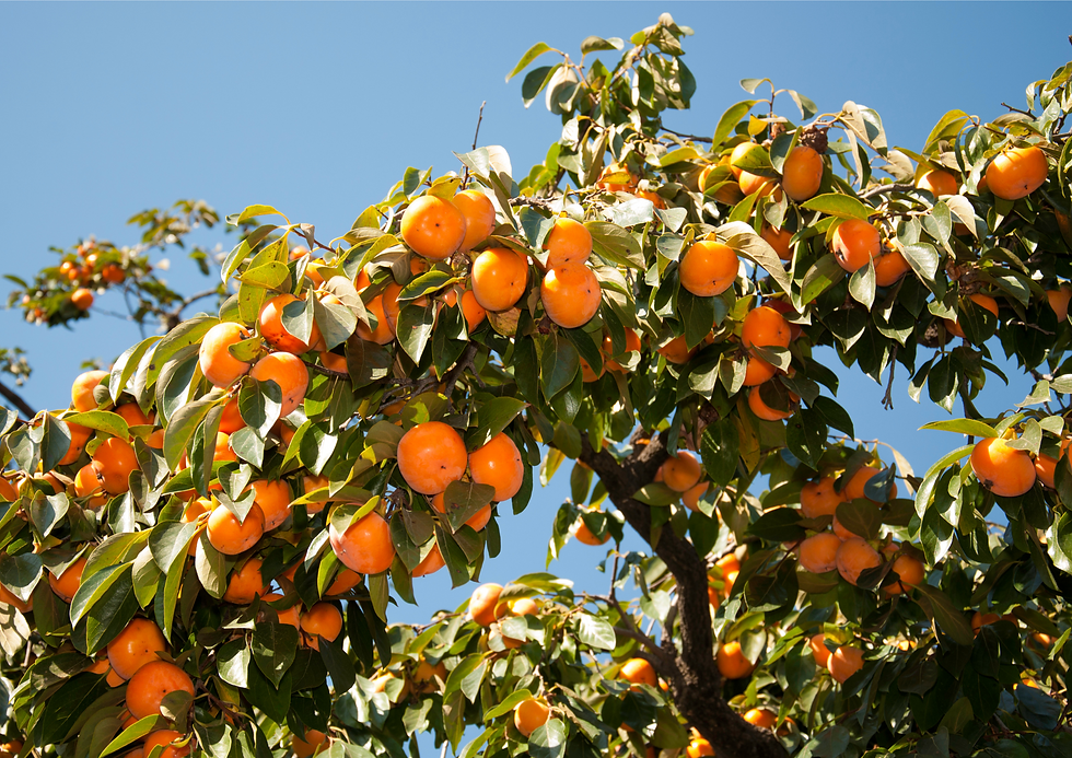 תמונה ממוזערת: עץ אפרסמון