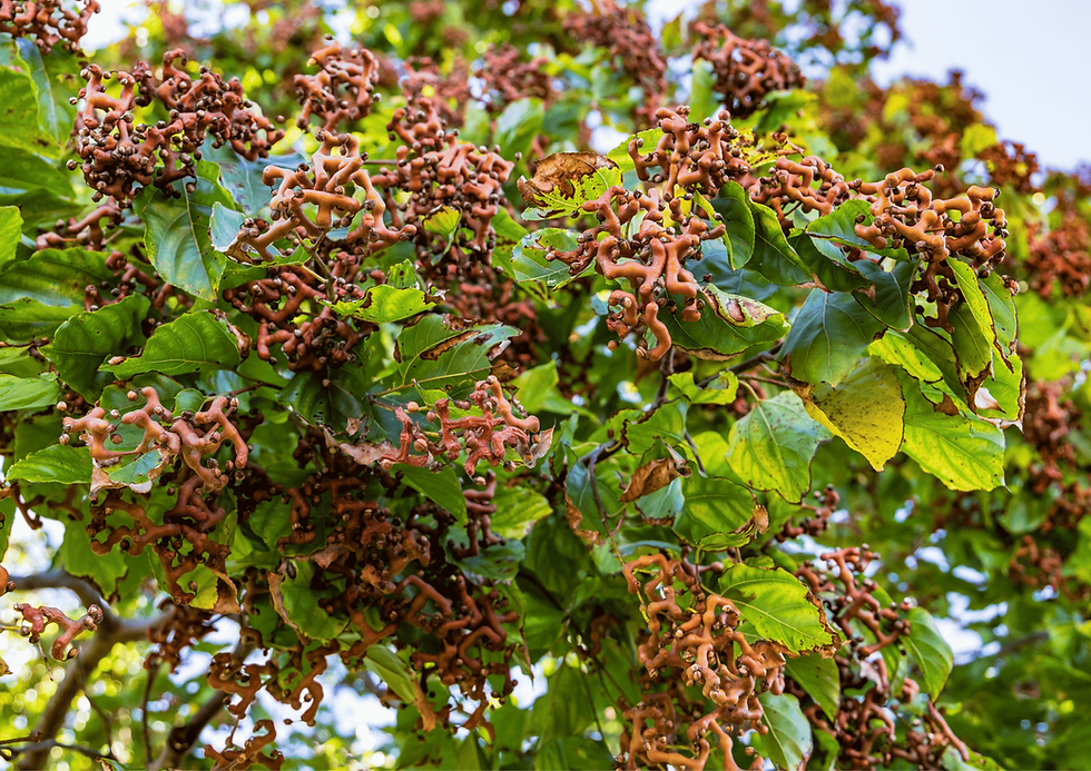 תמונה ממוזערת: עץ הובניה מתוקה - צימוקים יפנים