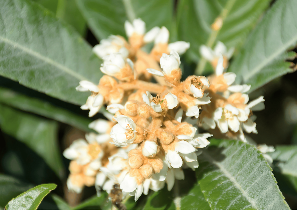 תמונה ממוזערת: עץ שסק