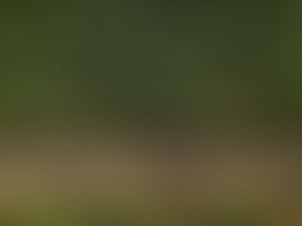 Contrato de Entressafra na Reforma de Canavial: Entenda as Regras e Possibilidades