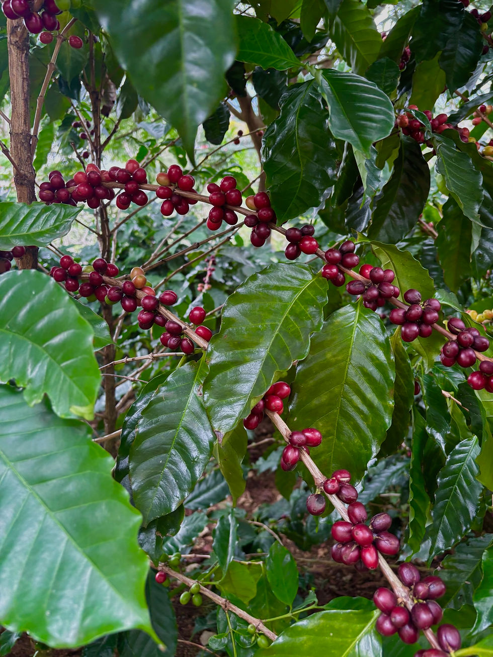 Thumbnail: Costa Rica