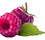 Two Raspberries