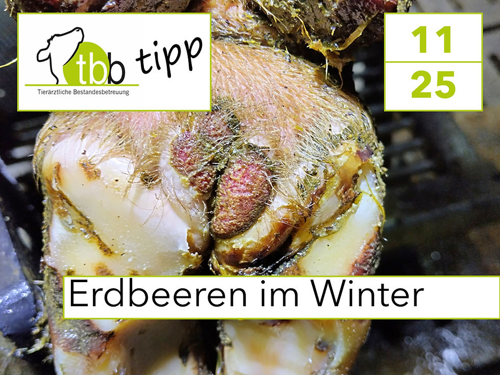 TBB-TIPP 11/25 Erdbeeren im Winter