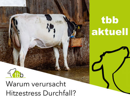 Titelblatt mit Firmenlogo und Kuh