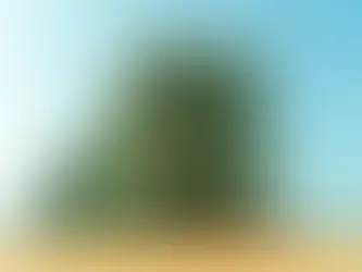 Mammoet transporta carga de 2,5 mil toneladas e 32 metros de altura nos Emirados Árabes Unidos