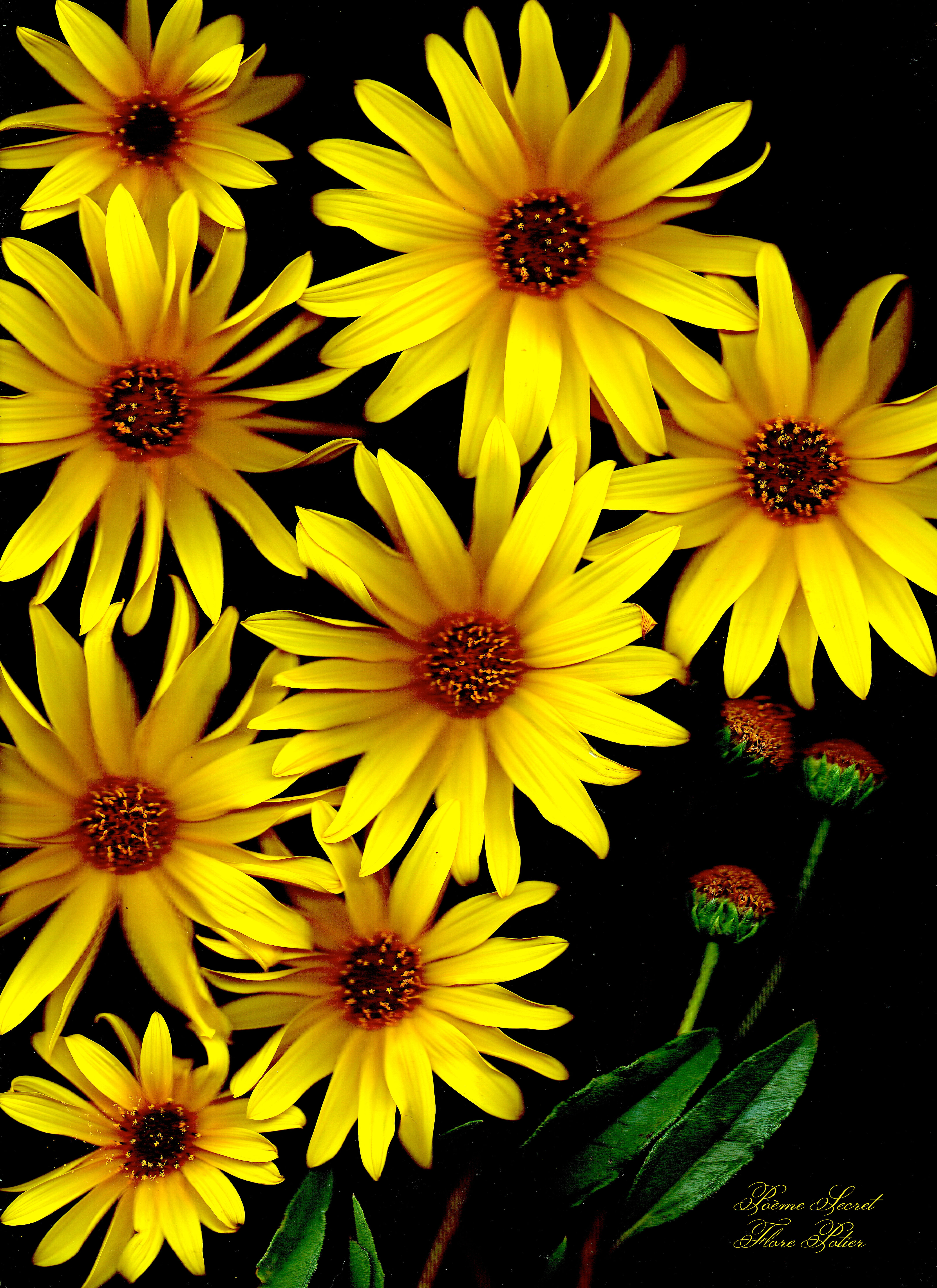 Fleurs de Topinambour