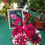 Miniature : Elodie's flower