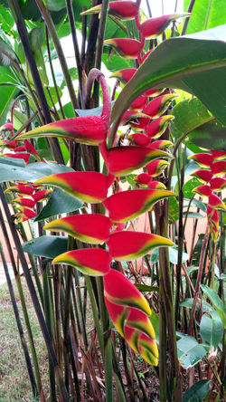 Flora at Fruity's Juice Bar