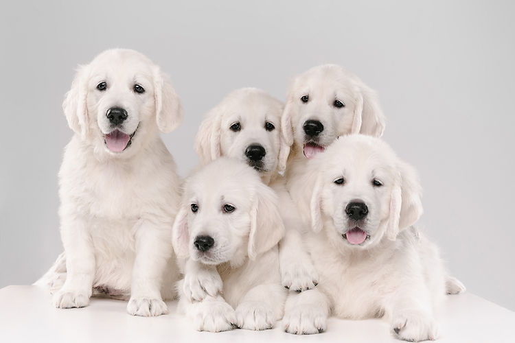 Big family. English cream golden retrievers posing. Cute playful doggies or purebred pets 