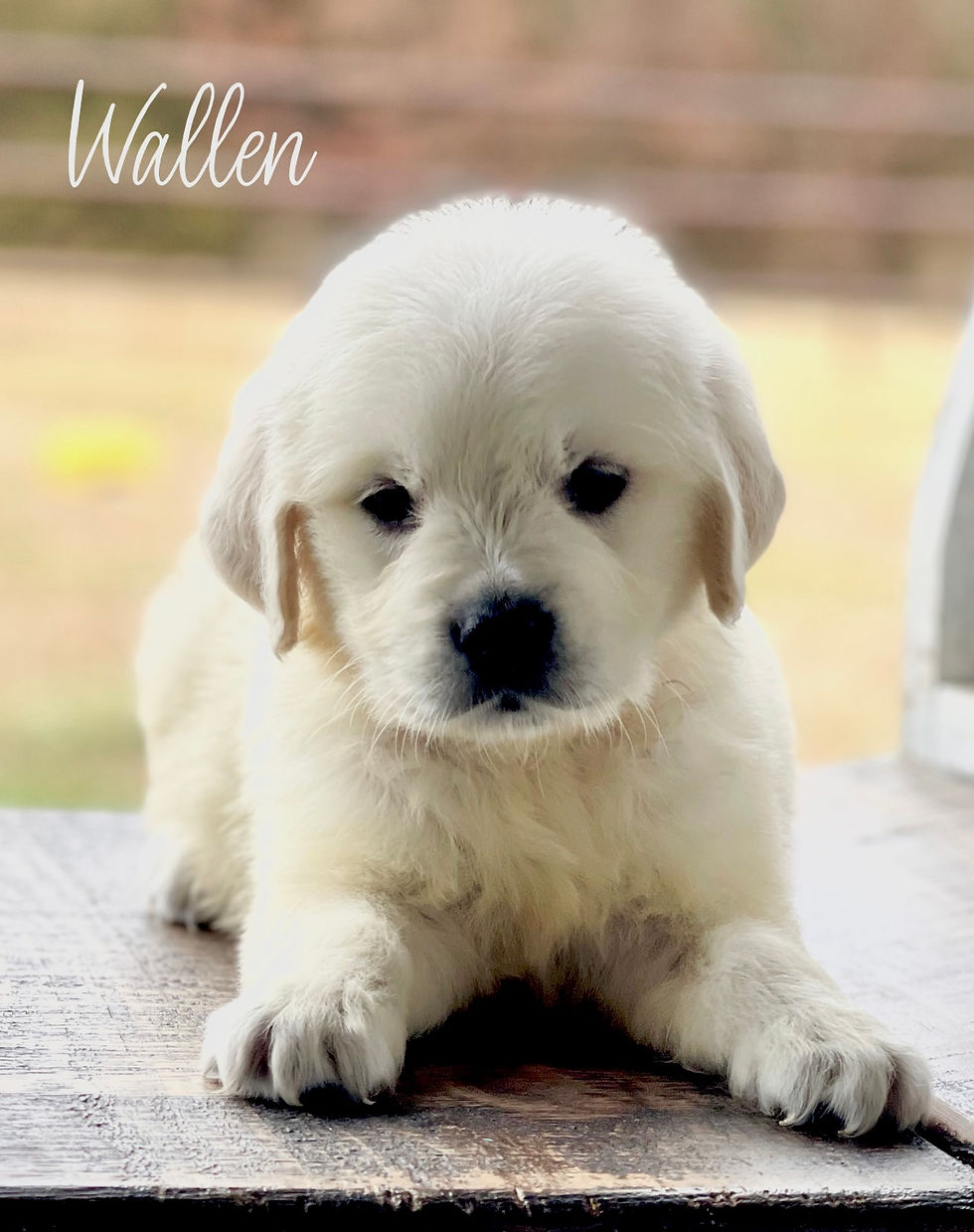 Looking for a Golden Retriever puppy?